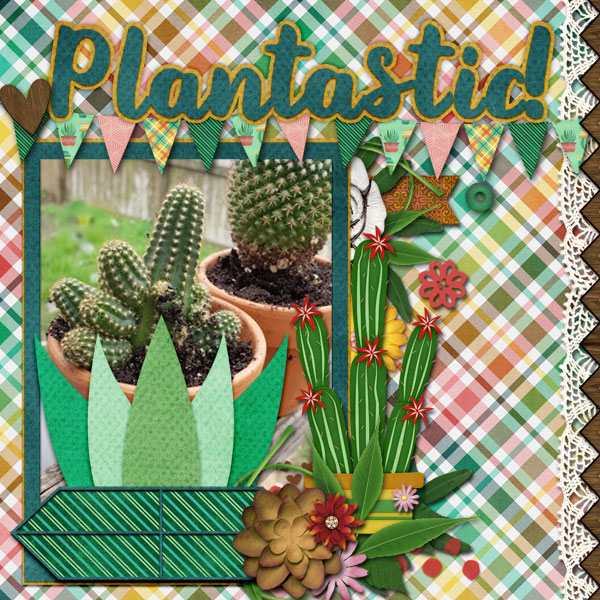 aimeeh_cactuslover_tcotcactus_600