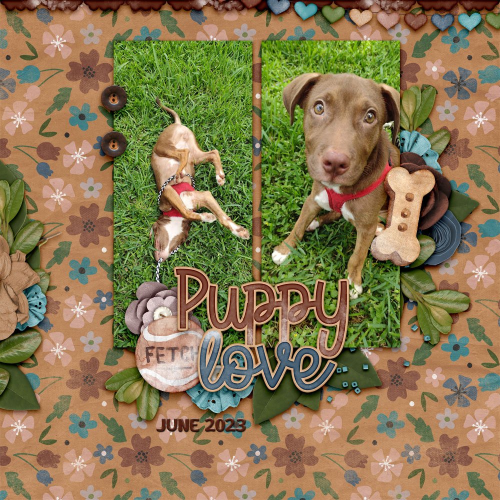 aimeeh_puppylove_1000.jpg