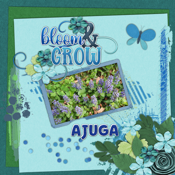 Ajuga