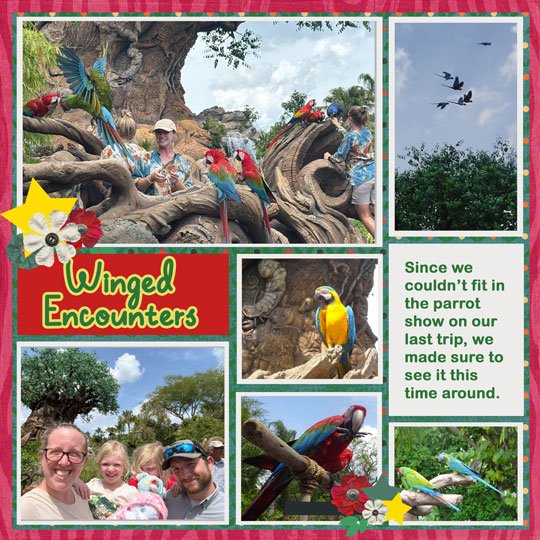 AK-Parrots.jpg
