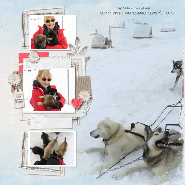 Alaskan-Huskies