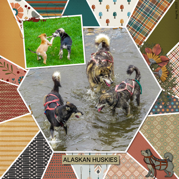 Alaskan Huskies