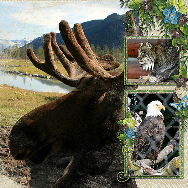 AlaskaWildlifeConservationCenter_Pg2
