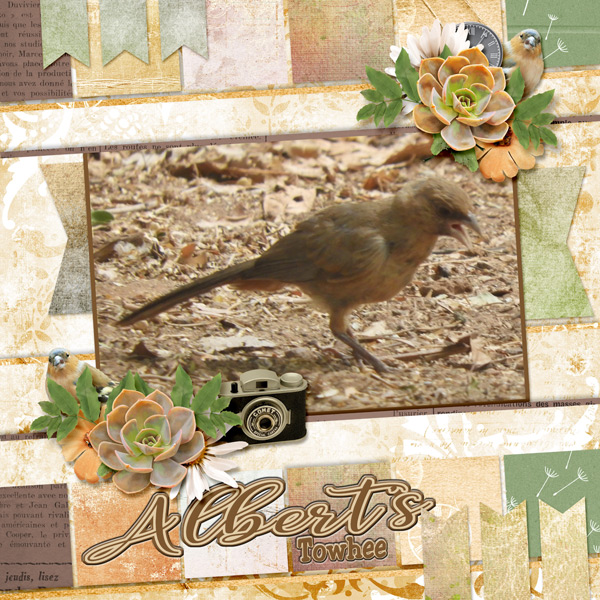 Albert_s-Towhee