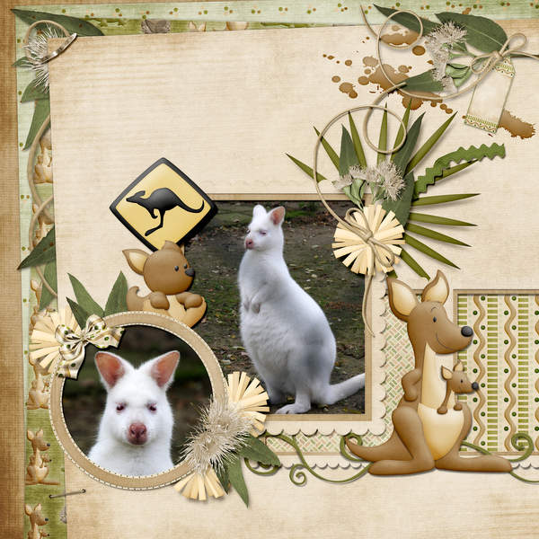 Albino Kangaroo