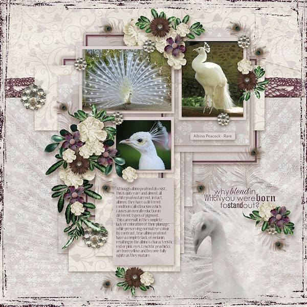 Albino Peacock