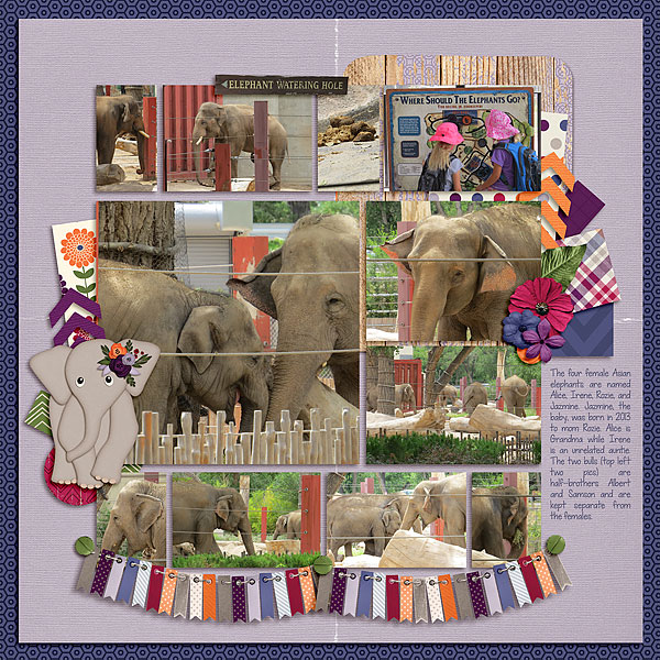 Albuquerque Zoo - Elephants