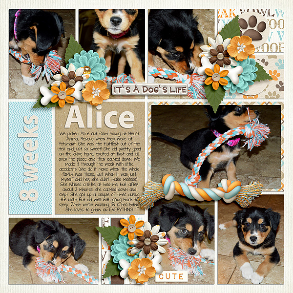 Alice