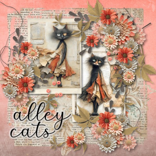 alley cats