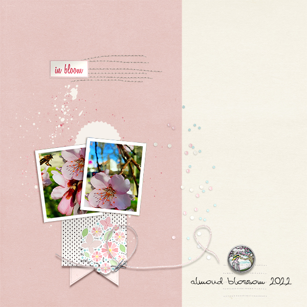 almond blossom