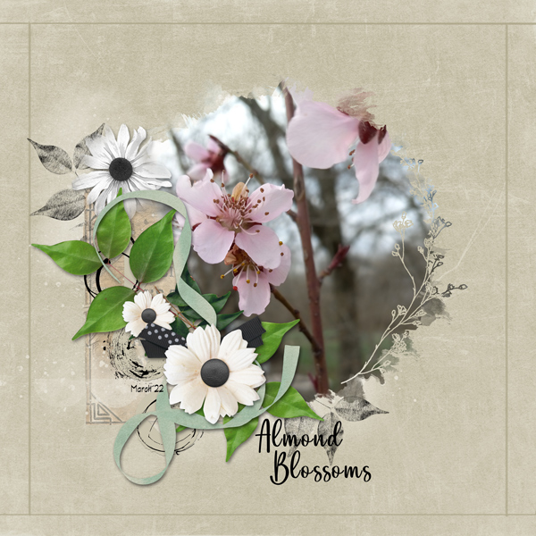 Almond Blossoms