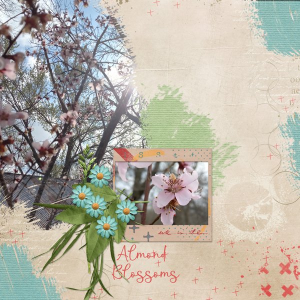 Almond Blossoms