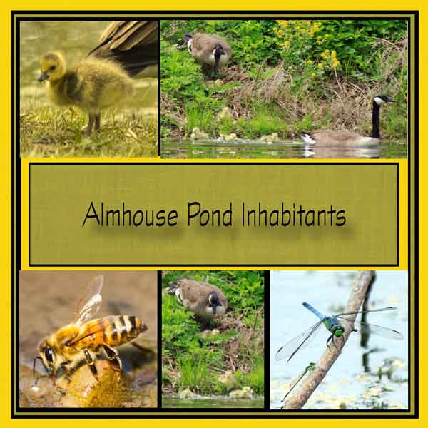 Almshouse Pond Inhabitants