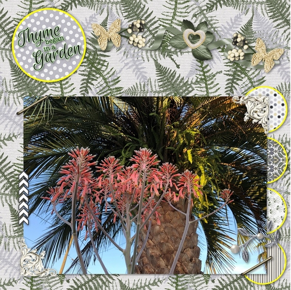 Aloe Vera