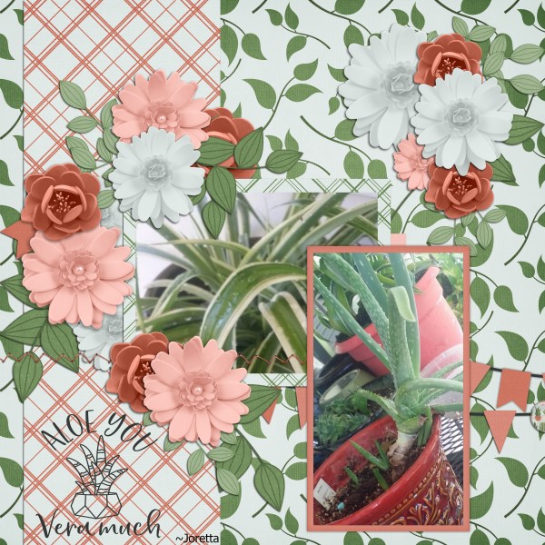 Aloe You