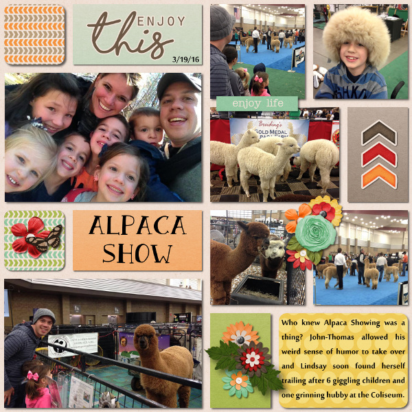 Alpaca Show