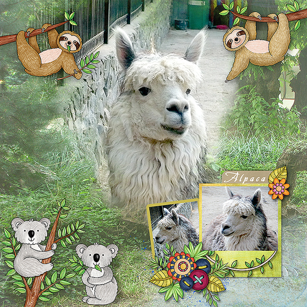 Alpaca