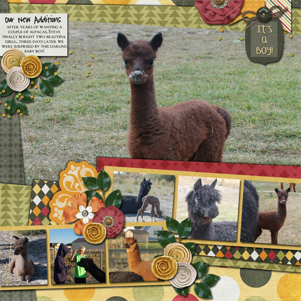 alpacas