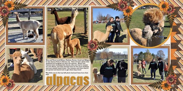 Alpacas