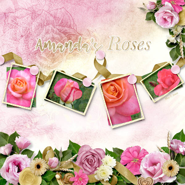 Amanda's Roses