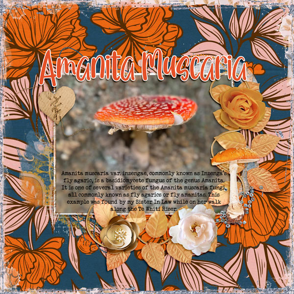 Amanita Muscaria