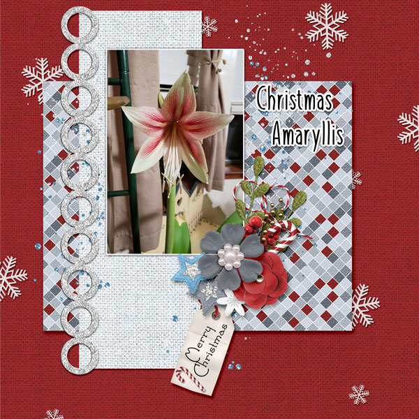 Amaryllis