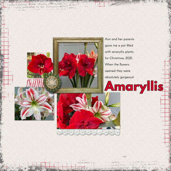 Amaryllis