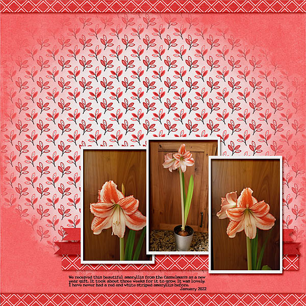 Amaryllis