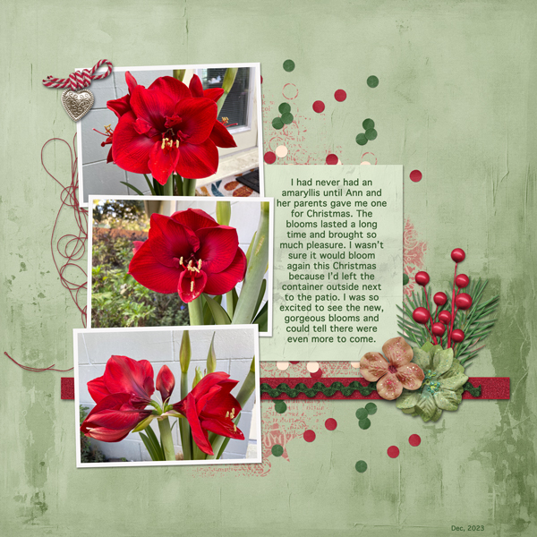 Amaryllis