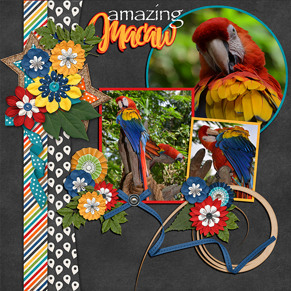 Amazing Macaw