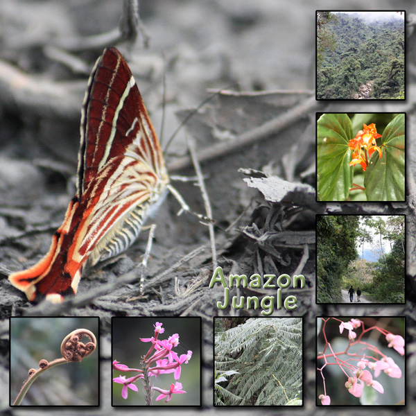 Amazon Jungle