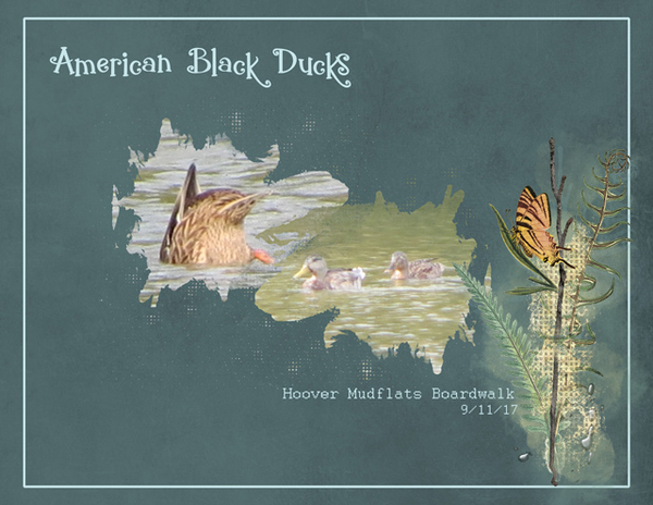American Black Ducks