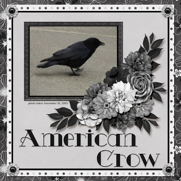 American Crow small.jpg