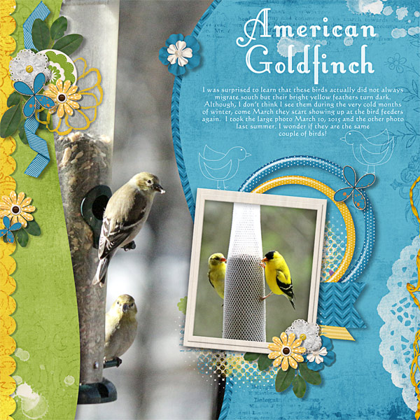 American Goldfinch