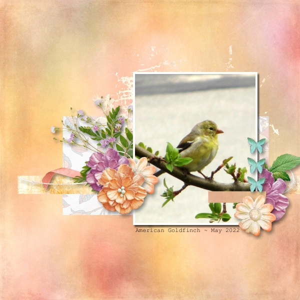 American Goldfinch