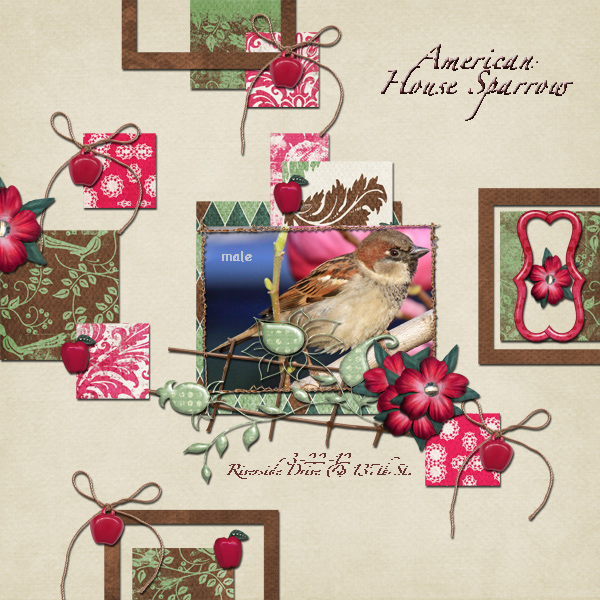 American House Sparrow