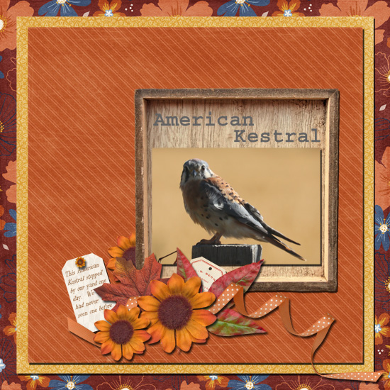 American Kestral