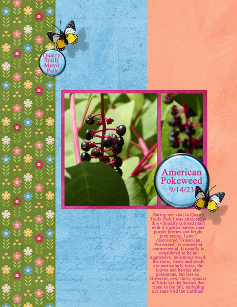 American Pokeweed