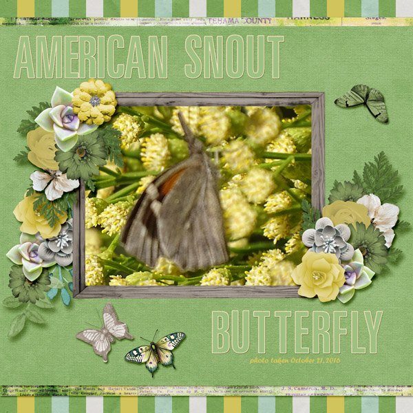 American Snout Butterfly small.jpg