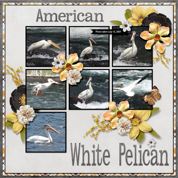 American White Pelican SMALL.jpg
