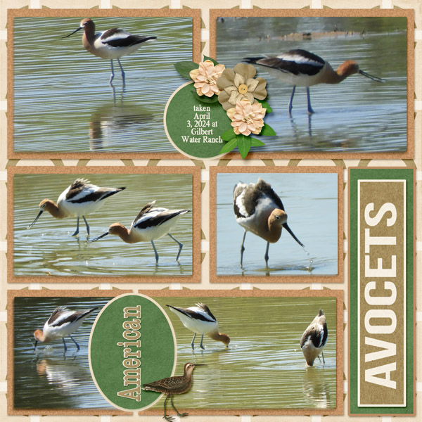 American_Avocet_small