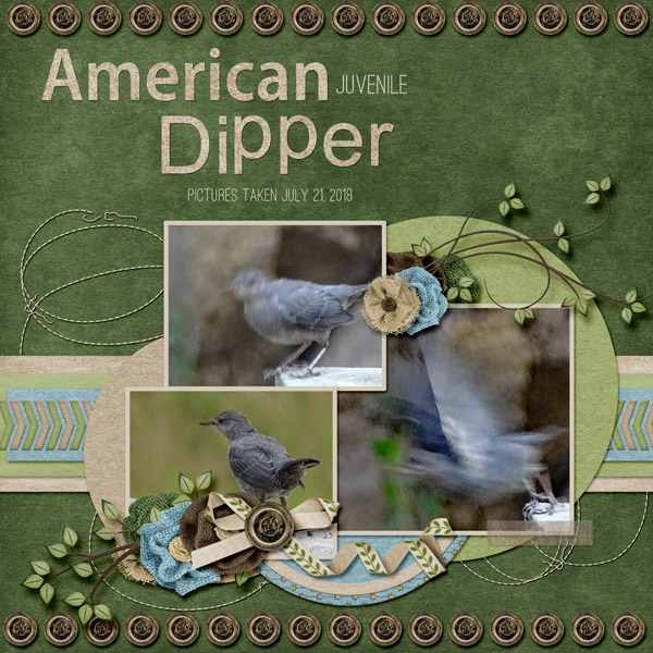 American_Dipper_small