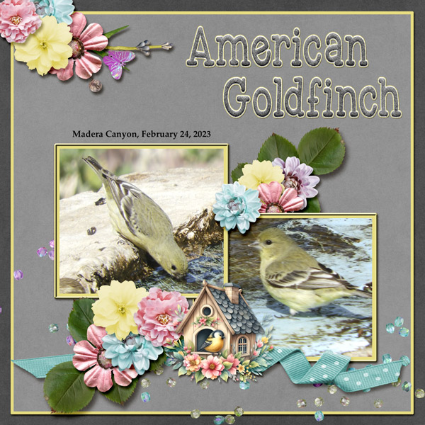 American_Goldfinch_3_small