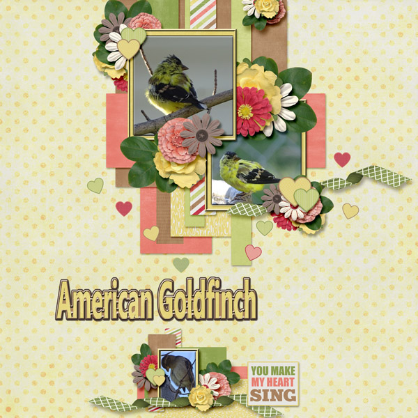 American_Goldfinch_small