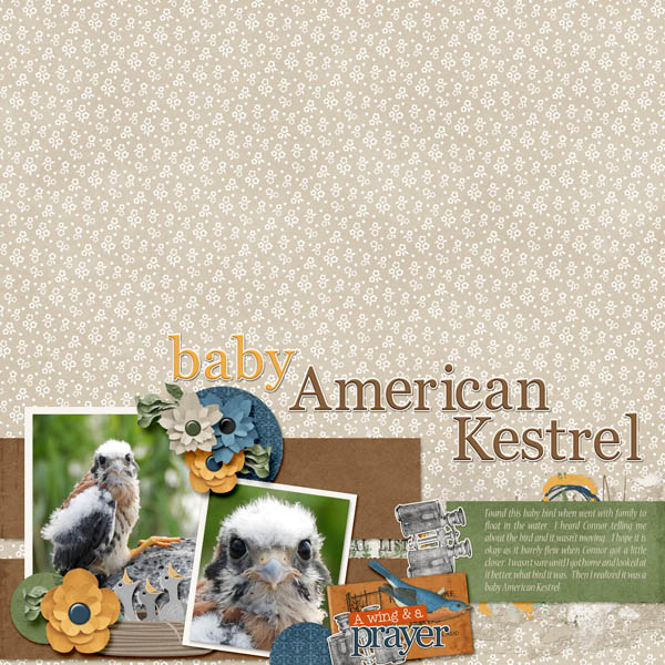American_Kestrel-young_small_vol_84_white_space_and_birdsong