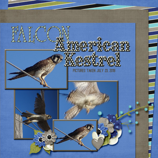 American_Kestrel_2_small