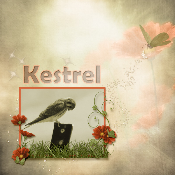 American_Kestrel_small