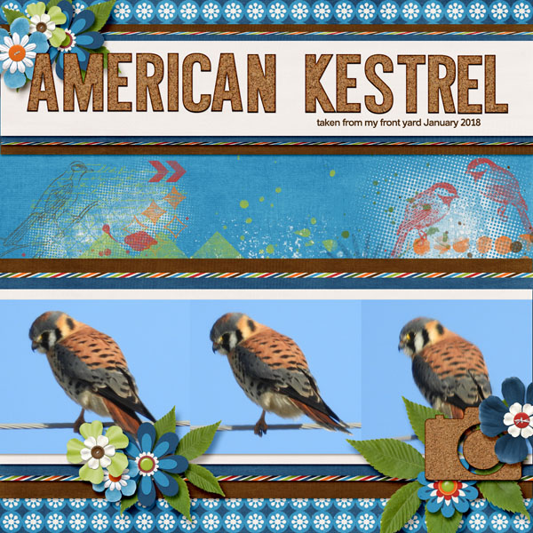 American_Kestrel_small_15