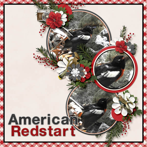 American_Redstart_Winter_Walk