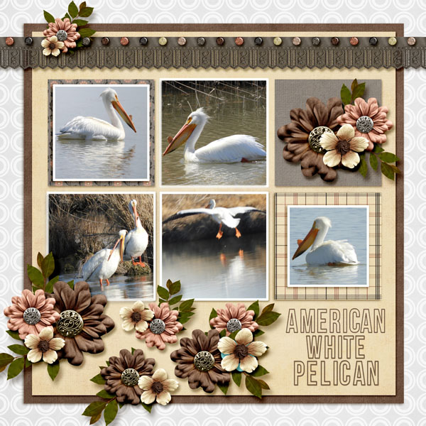 American_White_Pelican_small